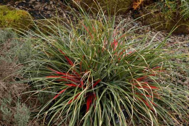 Bromélia bicolore Fascicularia bicolor arbuste Fascicularia bicolor arbuste
