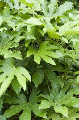 Fatsia Fatsia japonica arbuste Fatsia japonica arbuste