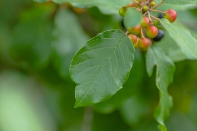 Bourdaine Frangula alnus arbuste Frangula alnus arbuste