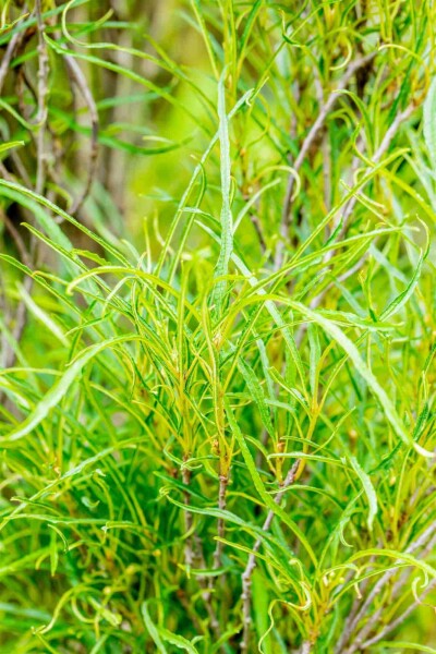 Frangula alnus 'Fine Line' arbuste 60-80 cm