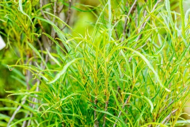 Bourdaine Frangula alnus 'Fine Line' arbuste Frangula alnus 'Fine Line' arbuste