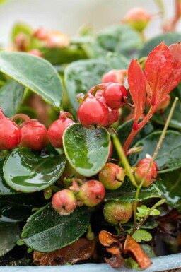 Gaulthérie couchée Gaultheria procumbens arbuste Gaultheria procumbens arbuste