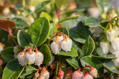 Gaulthérie couchée Gaultheria procumbens arbuste Gaultheria procumbens arbuste