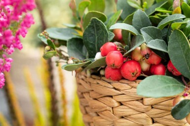 Gaulthérie couchée Gaultheria procumbens arbuste Gaultheria procumbens arbuste
