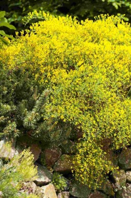 Genêt de lydie Genista lydia arbuste Genista lydia arbuste