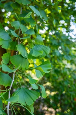 Ginkgo Ginkgo biloba arbuste Ginkgo biloba arbuste