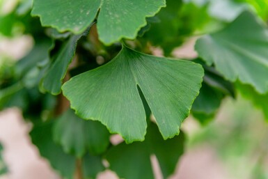 Ginkgo Ginkgo biloba arbuste Ginkgo biloba arbuste