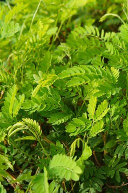 Gleditsia triacanthos 'Elegantissima'