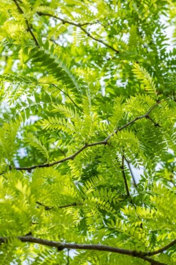 Févier d'Amérique doré Gleditsia triacanthos 'Sunburst' arbuste Gleditsia triacanthos 'Sunburst' arbuste