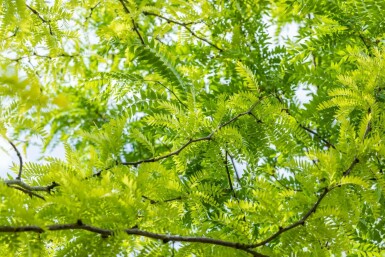 Févier d'Amérique doré Gleditsia triacanthos 'Sunburst' arbuste Gleditsia triacanthos 'Sunburst' arbuste