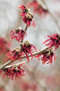 Hamamélis de chine Hamamelis mollis arbuste Hamamelis mollis arbuste