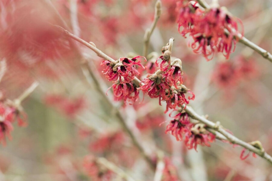 Hamamélis de chine Hamamelis mollis arbuste Hamamelis mollis arbuste