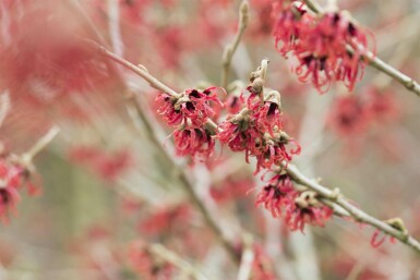 Hamamélis de chine Hamamelis mollis arbuste Hamamelis mollis arbuste