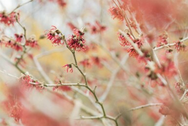 Hamamélis de chine Hamamelis mollis arbuste Hamamelis mollis arbuste