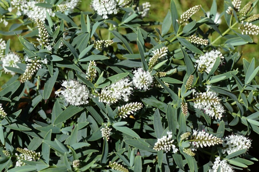 Véronique arbustive Hebe 'Blue Star' arbuste Hebe 'Blue Star' arbuste