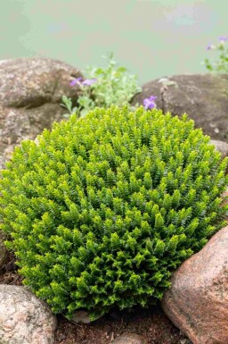 Hébé buxiforme Hebe buxifolia arbuste Hebe buxifolia arbuste