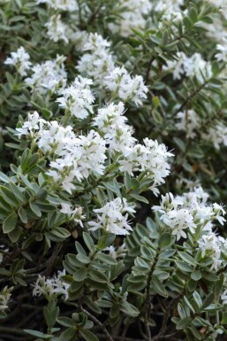 Hébé Hebe pinguifolia arbuste Hebe pinguifolia arbuste