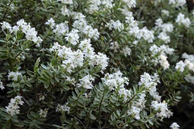 Hébé Hebe pinguifolia arbuste Hebe pinguifolia arbuste