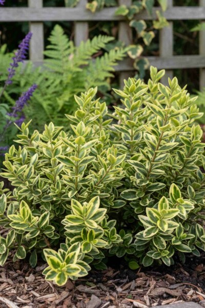 Hebe 'Pinocchio' arbuste