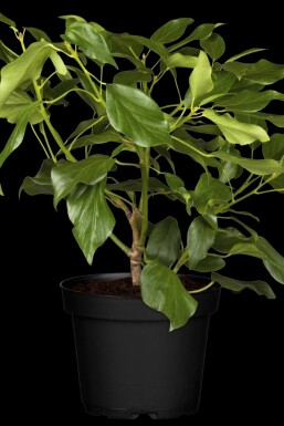 Lierre de colchide Hedera colchica 'Arborescens' arbuste Hedera colchica 'Arborescens' arbuste