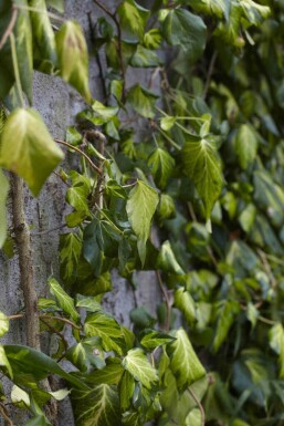 Lierre à grandes feuilles Hedera colchica 'Fall Favourite' arbuste Hedera colchica 'Fall Favourite' arbuste