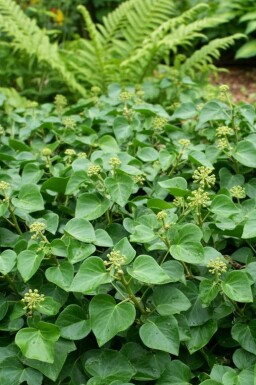 Lierre Hedera helix 'Arbori Compact' arbuste Hedera helix 'Arbori Compact' arbuste
