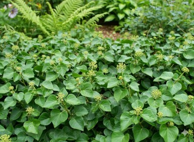 Lierre Hedera helix 'Arbori Compact' arbuste Hedera helix 'Arbori Compact' arbuste