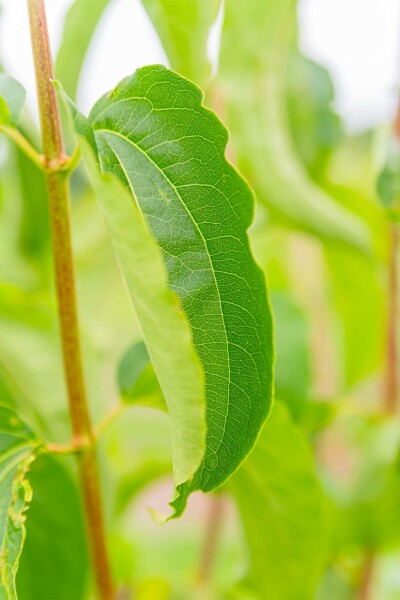 Heptacodium miconioides arbuste 150-175 cm