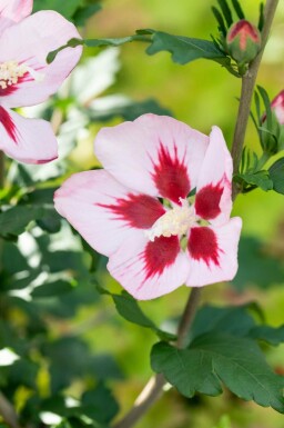Althéa Hibiscus syriacus 'Hamabo' arbuste Hibiscus syriacus 'Hamabo'
