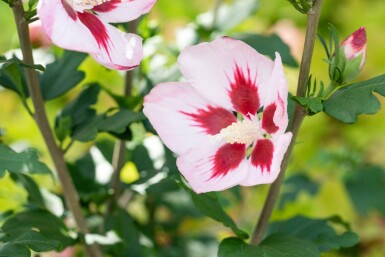 Althéa Hibiscus syriacus 'Hamabo' arbuste Hibiscus syriacus 'Hamabo'
