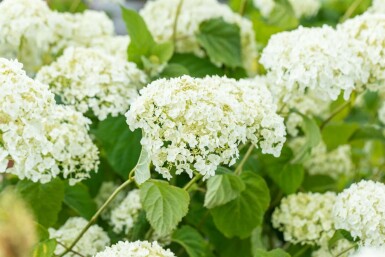 Hortensia Hydrangea ‘Strong Annabelle’ arbuste Hydrangea ‘Strong Annabelle’ arbuste