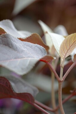 Hortensia velue Hydrangea aspera 'Hot Chocolate' arbuste Hydrangea aspera 'Hot Chocolate' arbuste