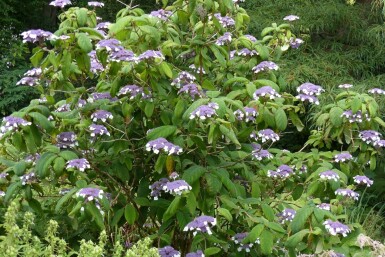 Hortensia duveteuse Hydrangea aspera 'Sargentiana' arbuste Hydrangea aspera 'Sargentiana' arbuste