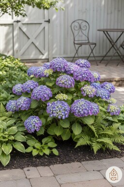 Hydrangea macrophylla 'Ayesha' arbuste