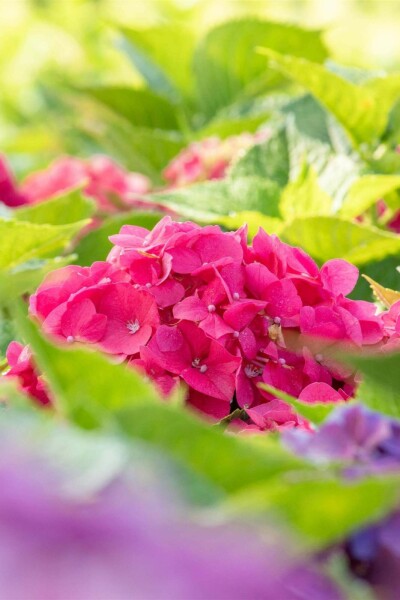 Hydrangea macrophylla 'Bouquet Rose' arbuste 40-60 cm