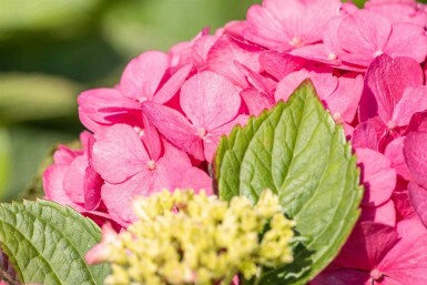 Hydrangea macrophylla 'Bouquet Rose' arbuste 40-60 cm