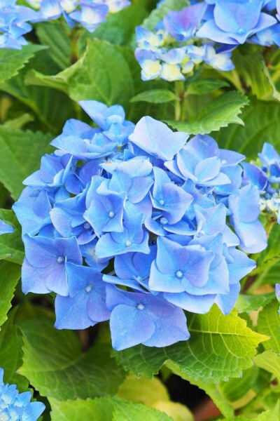Hydrangea macrophylla 'Nikko Blue' arbuste 40-50 cm