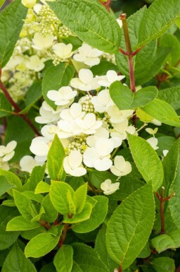 Hortensia à panicules Hydrangea paniculata 'Early Sensation' arbuste 30-40 C3 Hydrangea paniculata 'Early Sensation' arbuste 30-40 cm