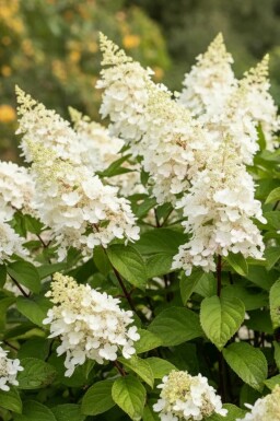 Hydrangea paniculata 'Kyushu' arbuste