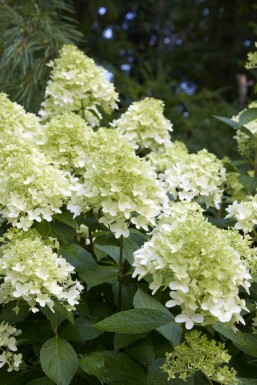 Hydrangée paniculée Hydrangea paniculata 'Little Spooky' arbuste Hydrangea paniculata 'Little Spooky'
