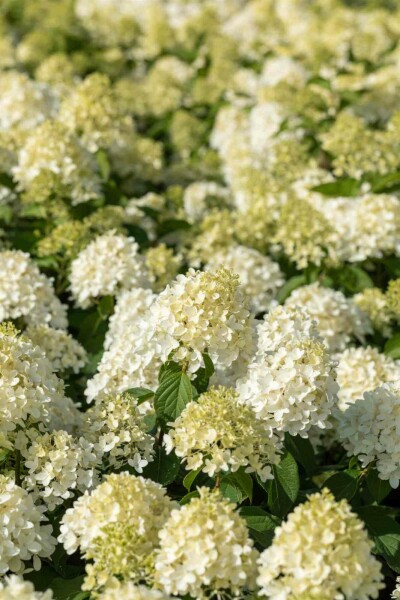 Hydrangea paniculata 'Skyfall' arbuste 40-50 cm
