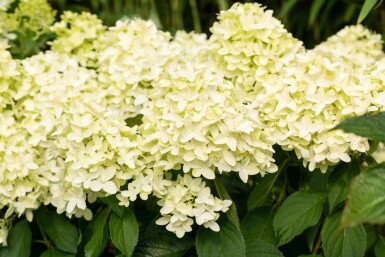Hydrangea paniculata 'Skyfall' arbuste 40-50 cm