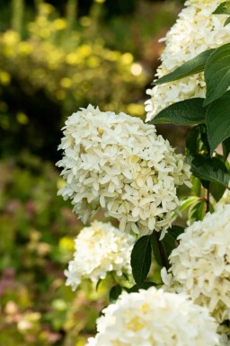 Hydrangea paniculata 'Skyfall' arbuste 40-50 cm