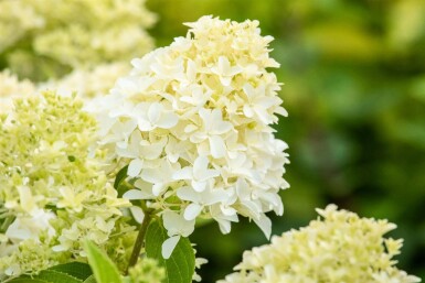 Hydrangea paniculata 'Skyfall' arbuste 40-50 cm
