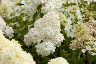 Hydrangea paniculata 'Vanille Fraise' arbuste 60-80 cm