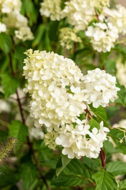Hydrangea paniculata 'Vanille Fraise' arbuste 60-80 cm