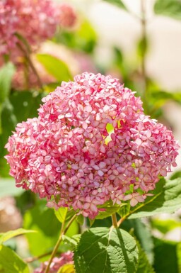 Hortensia Hydrangea 'Pink Annabelle' arbuste Hydrangea 'Pink Annabelle' arbuste