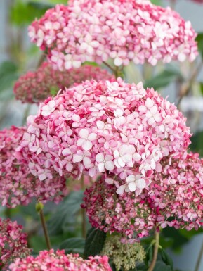 Hortensia Hydrangea 'Pink Annabelle' arbuste Hydrangea 'Pink Annabelle' arbuste