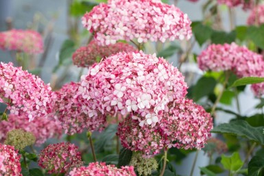 Hortensia Hydrangea 'Pink Annabelle' arbuste Hydrangea 'Pink Annabelle' arbuste