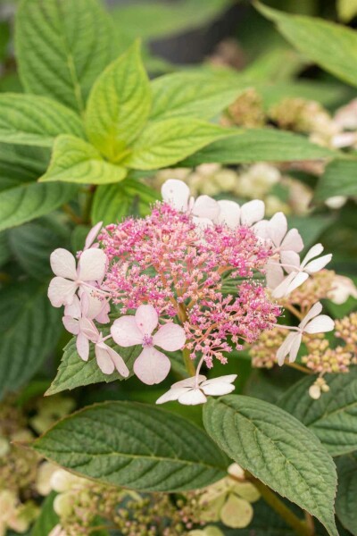 Hydrangea serrata 'Bluebird' arbuste 60-80 cm